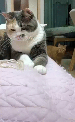 -котэ-5009342