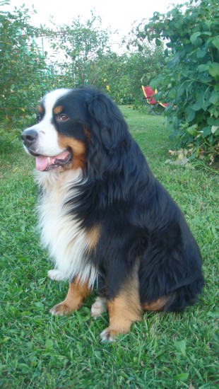 Дарий
