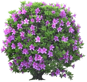 _derevo_4_yapfiles.ru-min