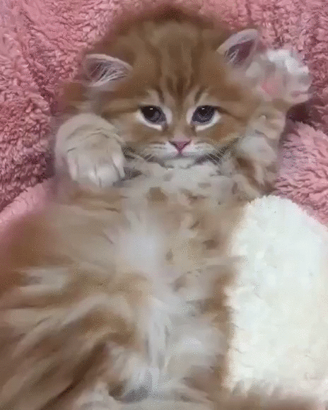 КИСОНЬКА