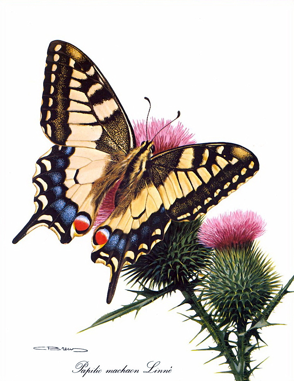Карл Брендерс бабочки