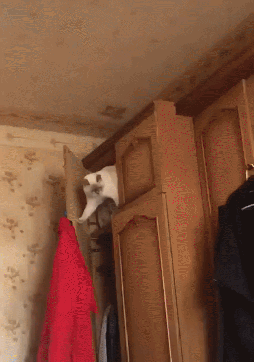 Кот-гимнаст