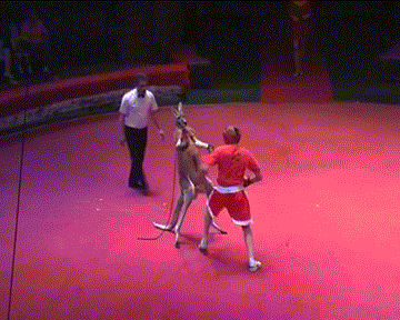 Kangaroo-vs-MMA-Fighter