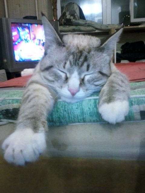 кот
