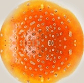 e051301c84eeea3ea8dbbca8cab336e9 (1)