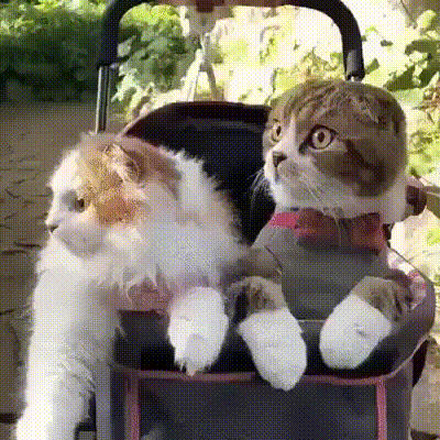 -в-коляске