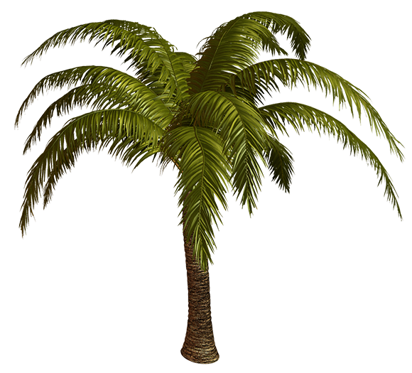 paljma1