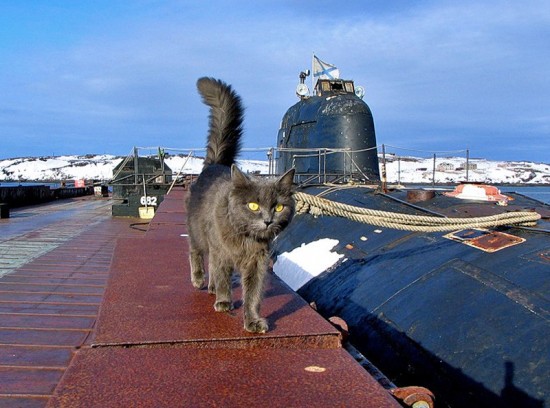 кот
