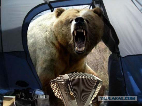 Медвед в палатке1