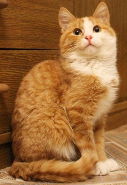 котик