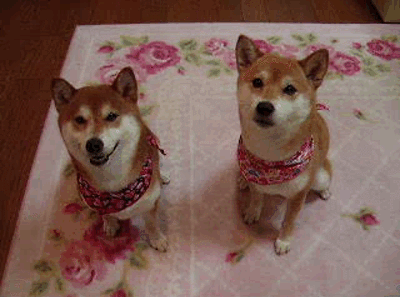 86397b0c94c7ed62df5c7071c0e3e2f2_187945_1554221230