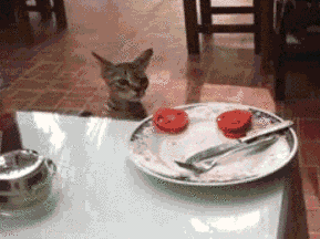 Кот ворует