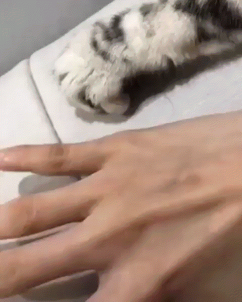 video2gif_20190416_202045