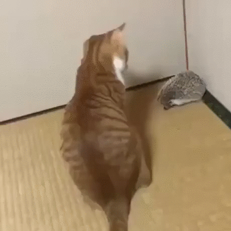 1553603771276035571_460x460