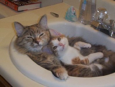 кот