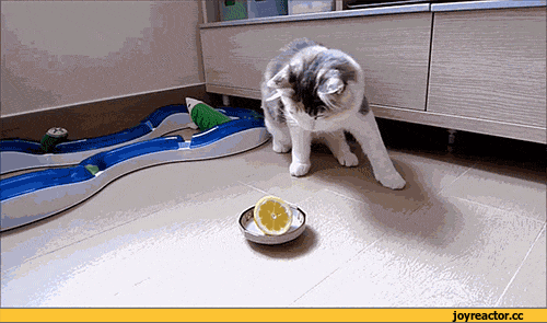 74101222727710_1_(6)