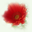 1__arnusha