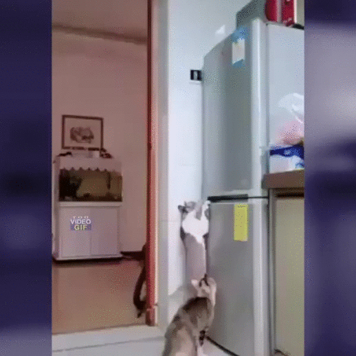 Коты воруют из холодильника