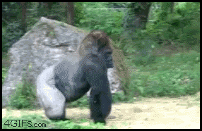 Gorilla_walks_off