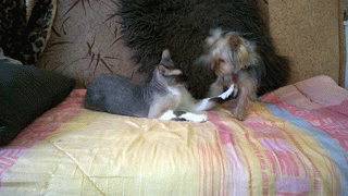 5d76a388e9ed06ce242c7944916816bf_264301_1495930455