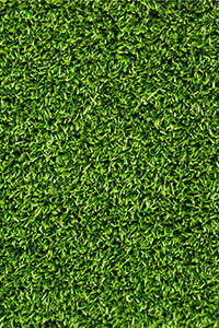 trava-zelen-leto (1)