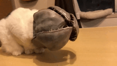 -кот-очень-странные-дела-4957205