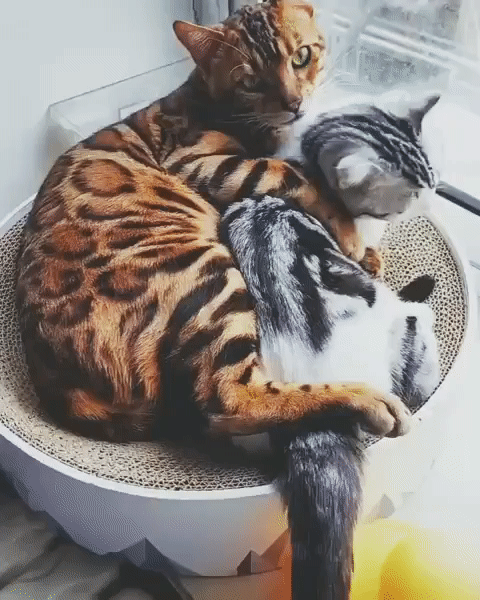 ezgif-5-595a438ba15c