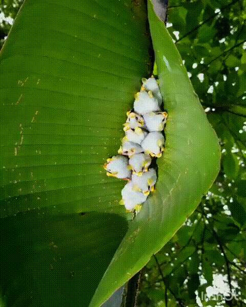 gondurasskie-letuchie-myshi