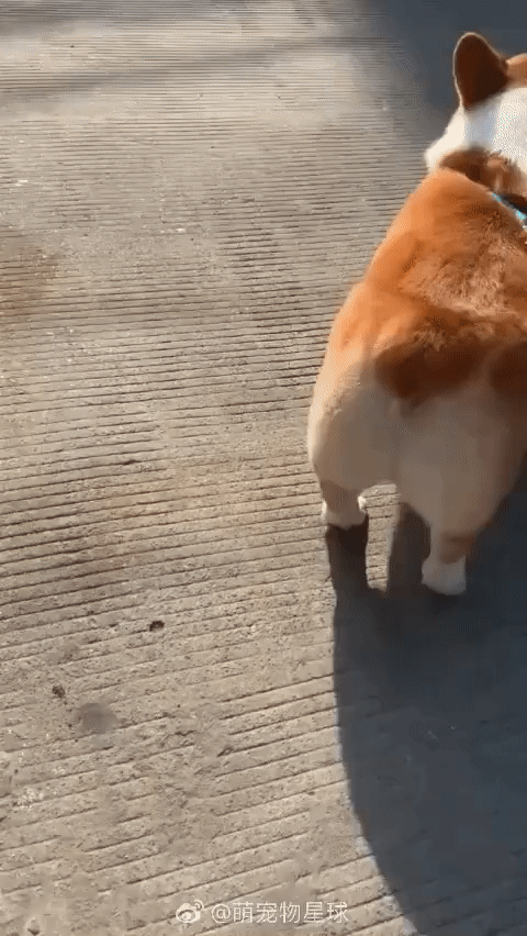 ezgif-2-2491de34e947