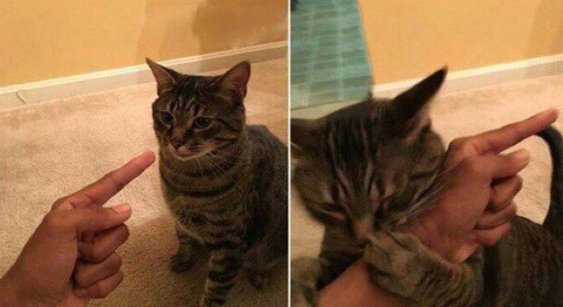 cat