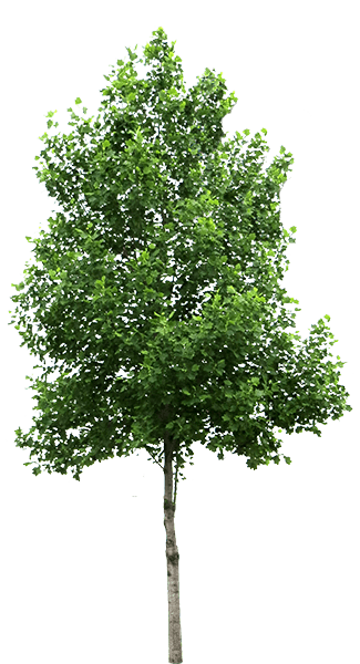 224-2247464_tree-birch-tree-png (1)