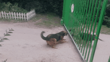 Собаки грызутся у ворот