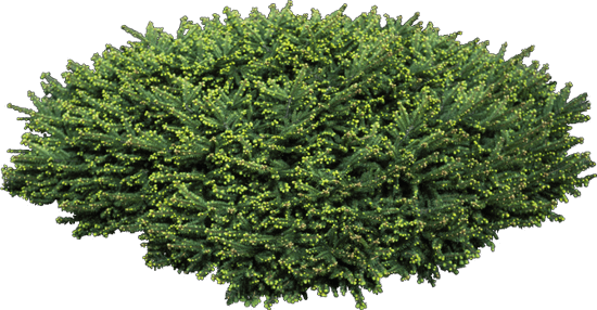 Куст на прозрачном фоне. Куст буш. Trees bushes. Bush green растение. Кизильник бонсай.