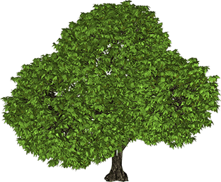 5-tree-png-image (1)