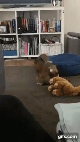 vk_com_animal_gif_2019_01227