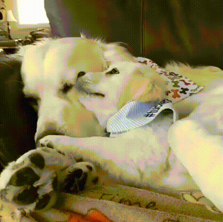 vk_com_animal_gif_2019_01181