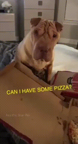 vk_com_animal_gif_2019_01202