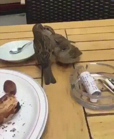 vk_com_animal_gif_2019_01162