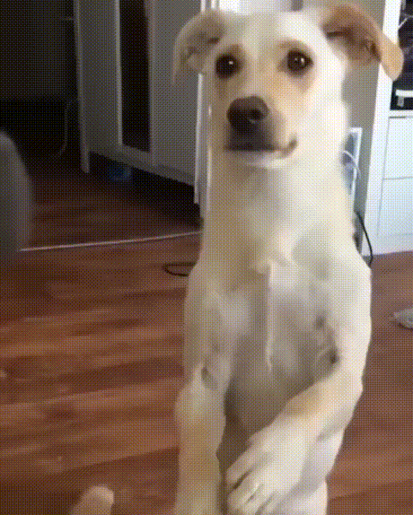 vk_com_animal_gif_2019_01244