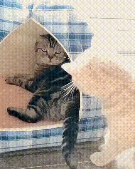 vk_com_animal_gif_2019_01164