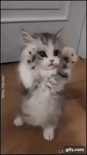 vk_com_animal_gif_2019_01245