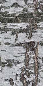 f8d52dff288041130d33b71775b97f332 (1)