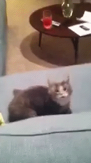 Кот игрун