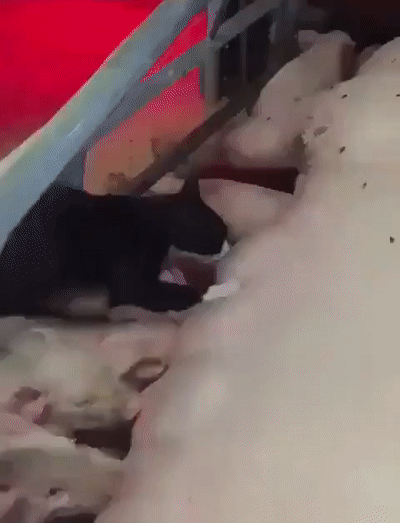 gifki-koteyka-Svinomatka-porosyata-5421074