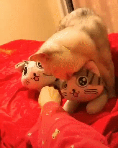 -котейка-трудный-выбор-5444997