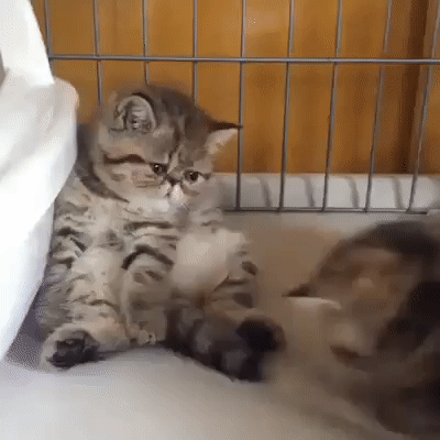 861ad6a97a298d3d5c11607521fba244_273238_1499835722