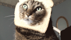 3D котэ