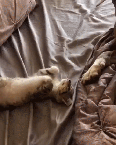 ezgif-2-540f664d7580