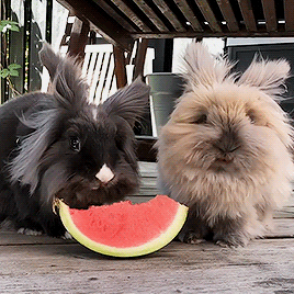 8325844813380_tumblr_pc6srpvewh1wwb2aso1_400