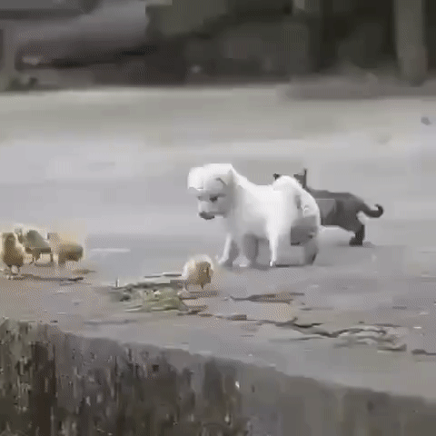 ezgif-2-0a4dd9ac11cc